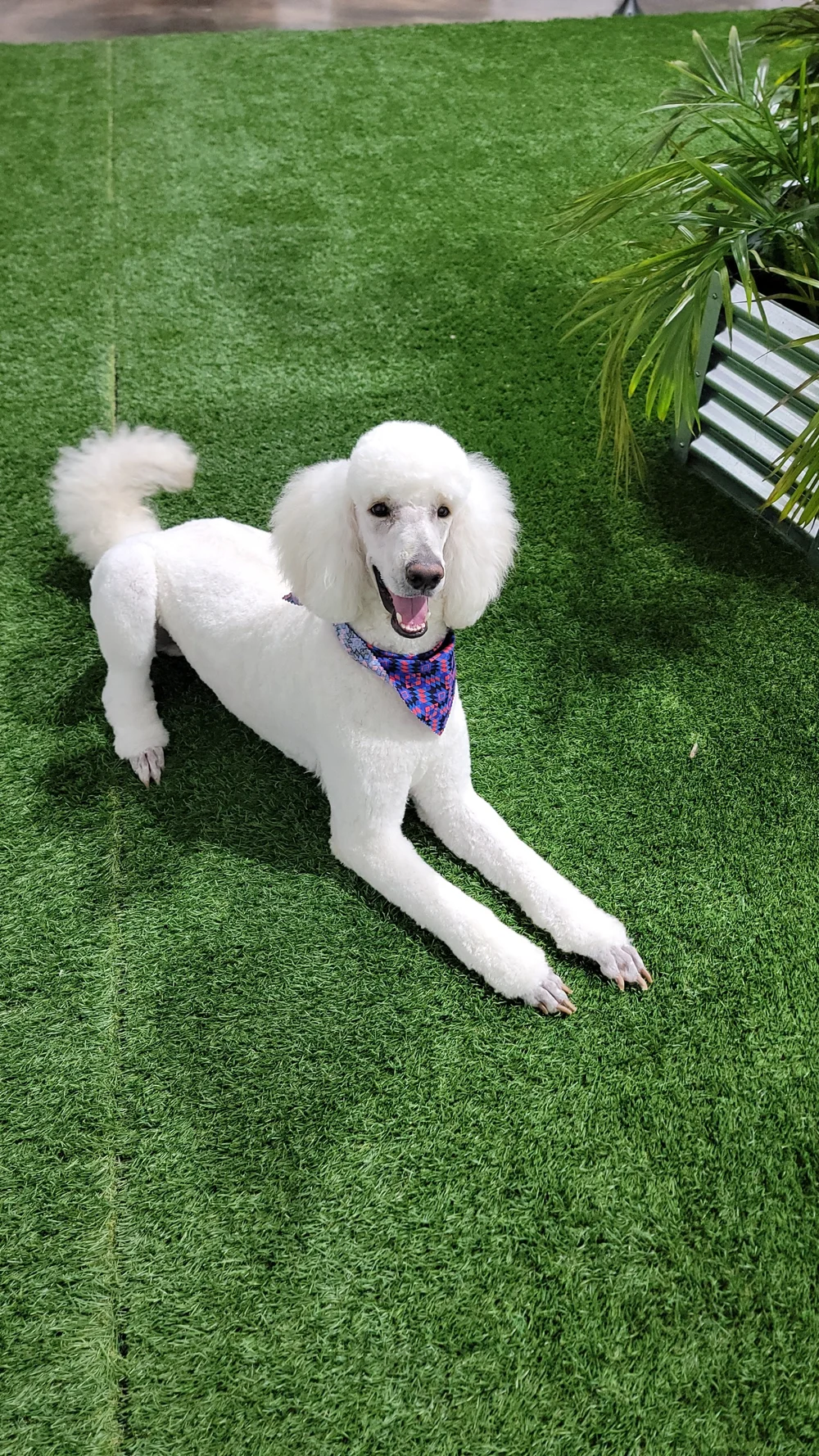 Tailored Tails of Lubbock Lubbock's Newest and Nicest Dog Boarding