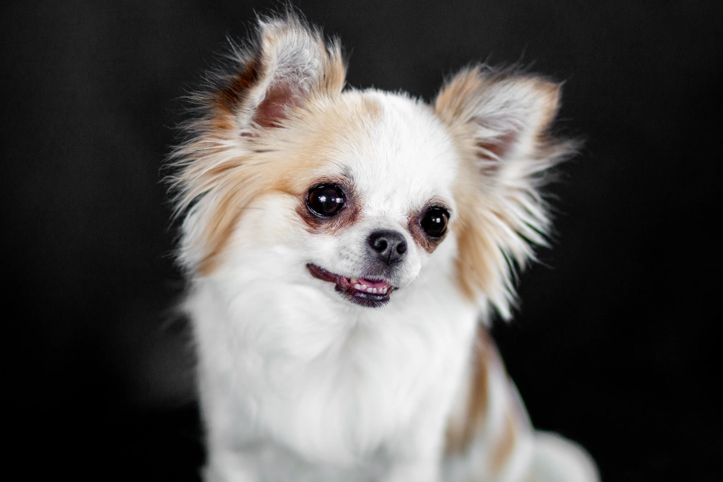 A close-up of a small, fluffy dog with large eyes and perky ears, against a dark background.