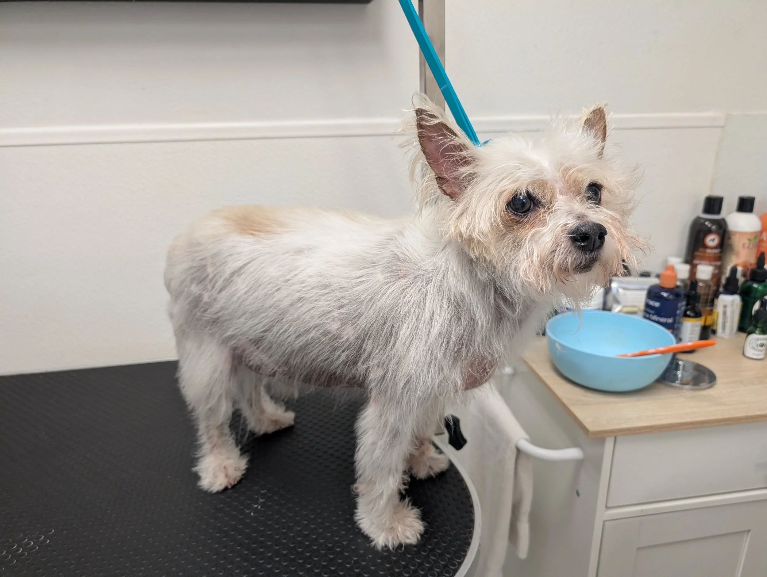 Skin and Coat Therapy For Dogs - Tailored Tails of Lubbock