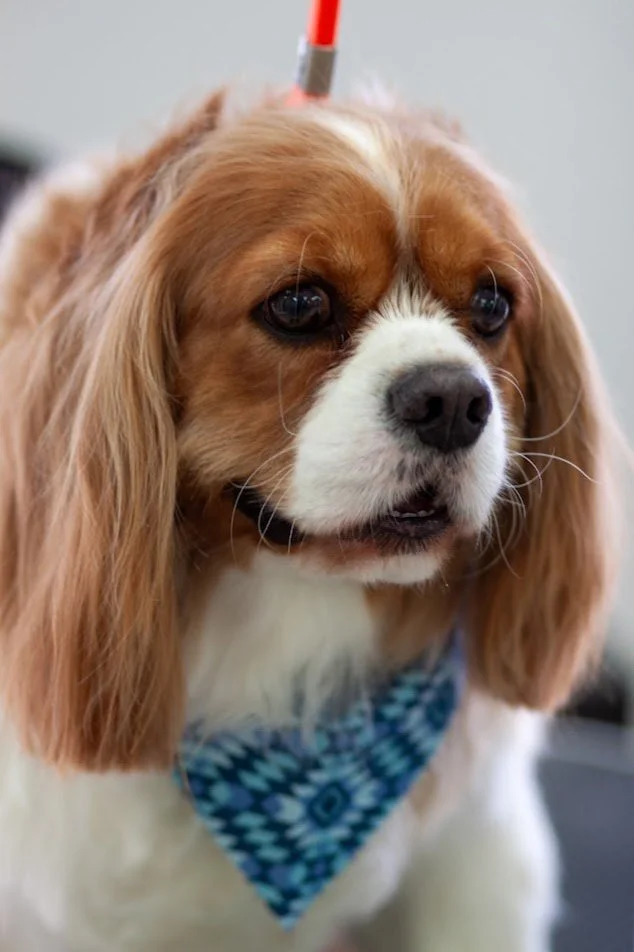 Close-up of a Cavalier King Charles Spaniel with a blue patterned bandana around its neck and a red leash on its head.