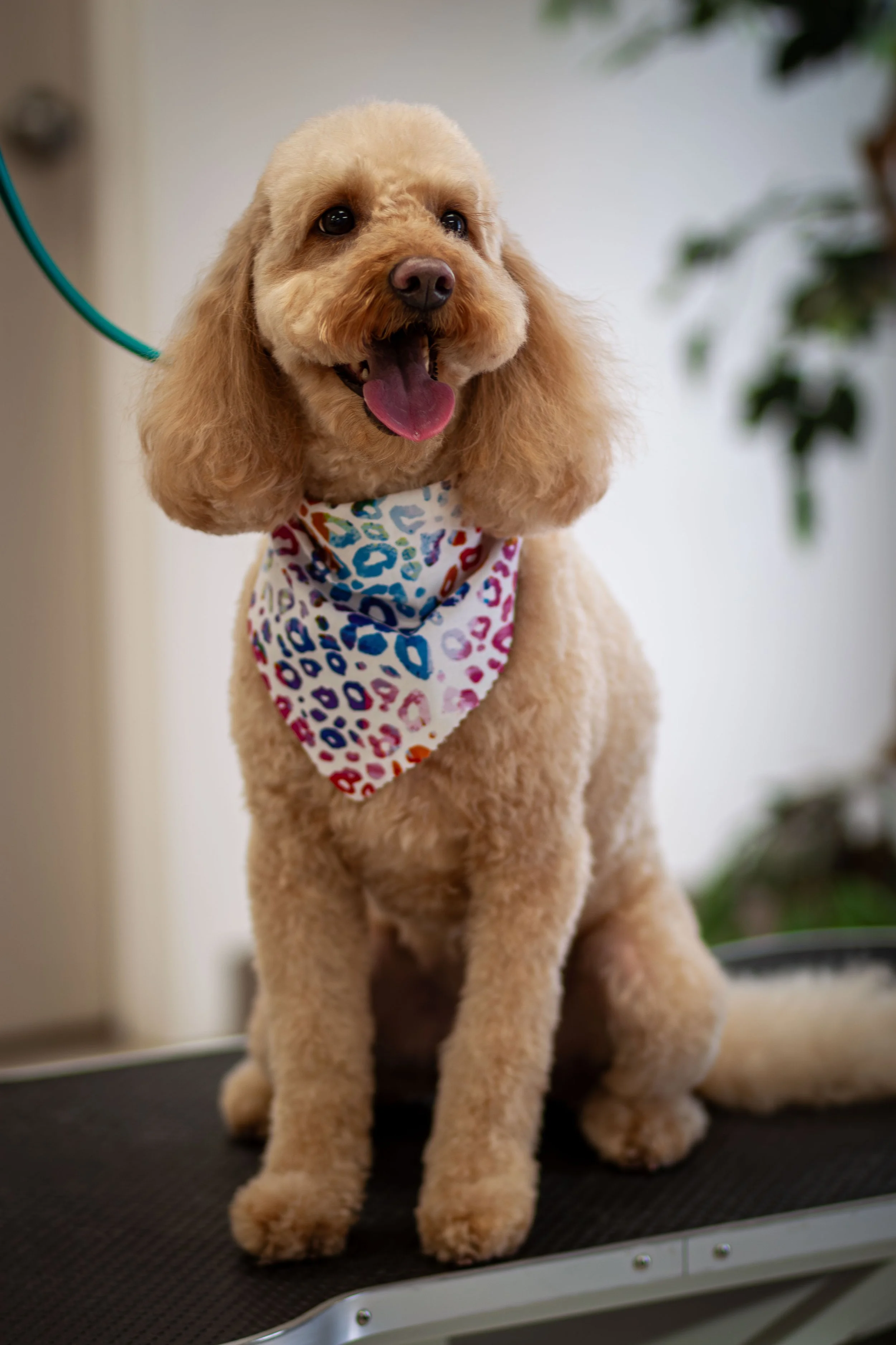 A happy, light brown poodle with a curly coat, wearing a colorful leopard print bandana, sitting on a grooming table in a pet grooming salon.