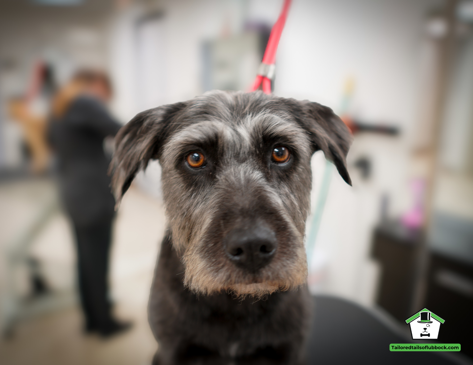 Close-up of a dog with brown eyes, black and gray fur, and floppy ears, on a grooming table at a veterinary clinic or grooming facility.