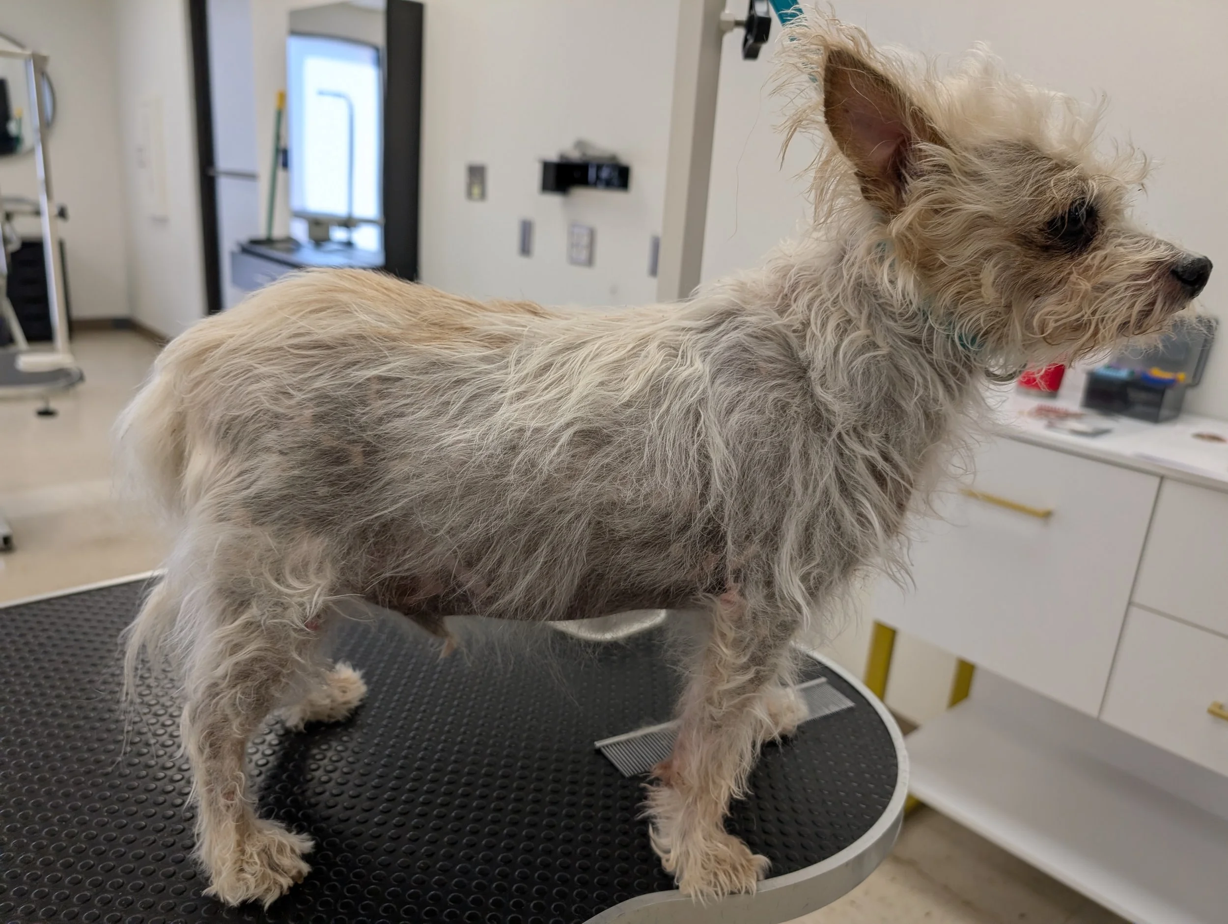 Skin and Coat Therapy For Dogs - Tailored Tails of Lubbock