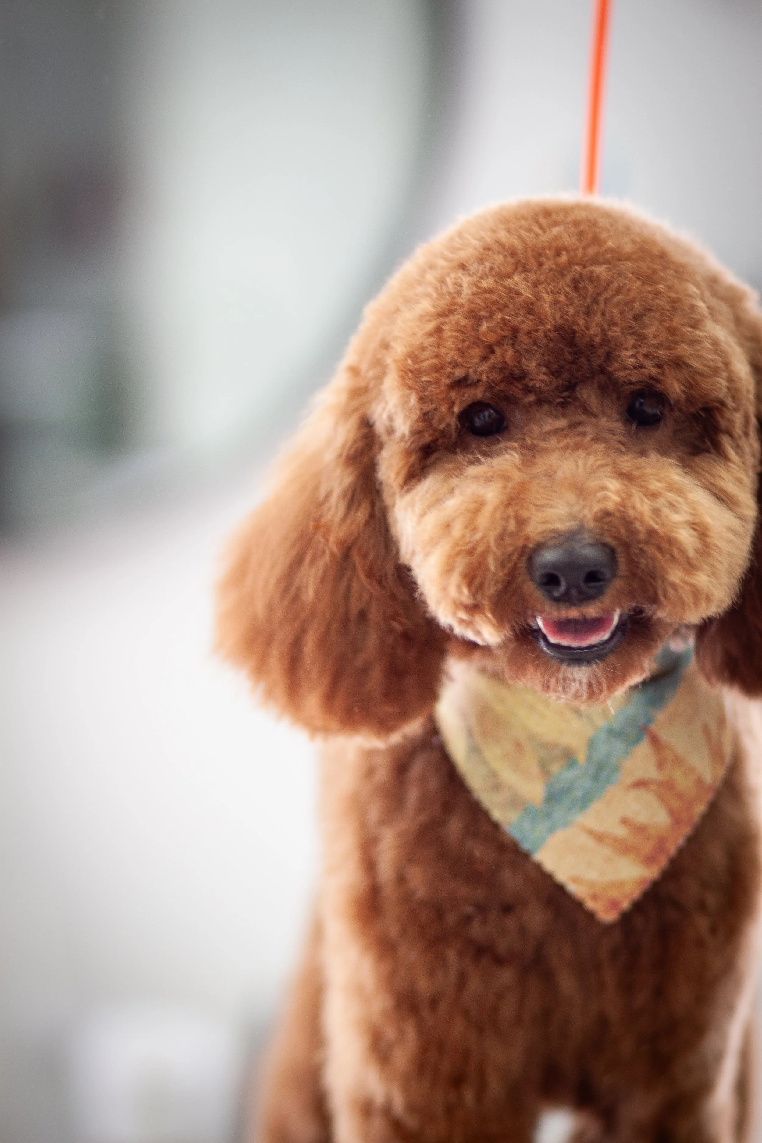 A close-up of a brown poodle puppy with a colorful bandana around its neck, looking at the camera with a happy expression.
