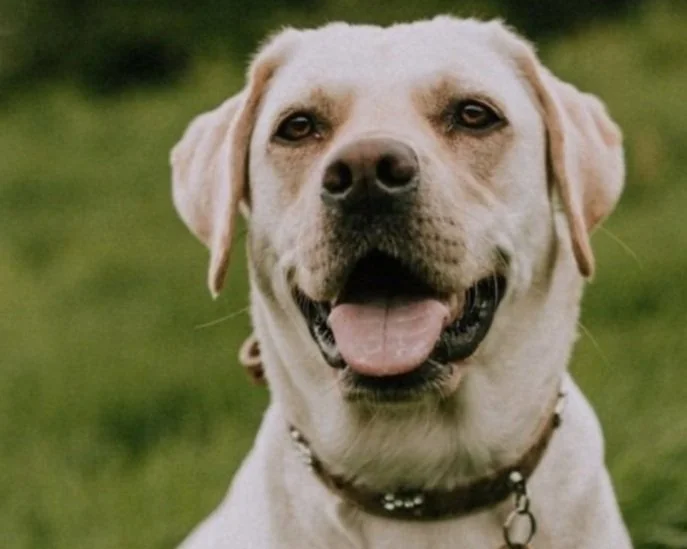 Tailored Tails of Lubbock The Best Dog Groomer in Lubbock