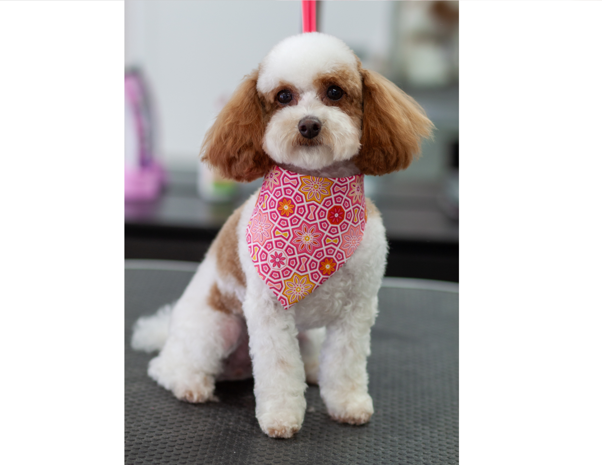 A cute small dog with curly white and brown fur, sitting on a textured surface, wearing a colorful bandana with pink, yellow, and orange floral patterns.