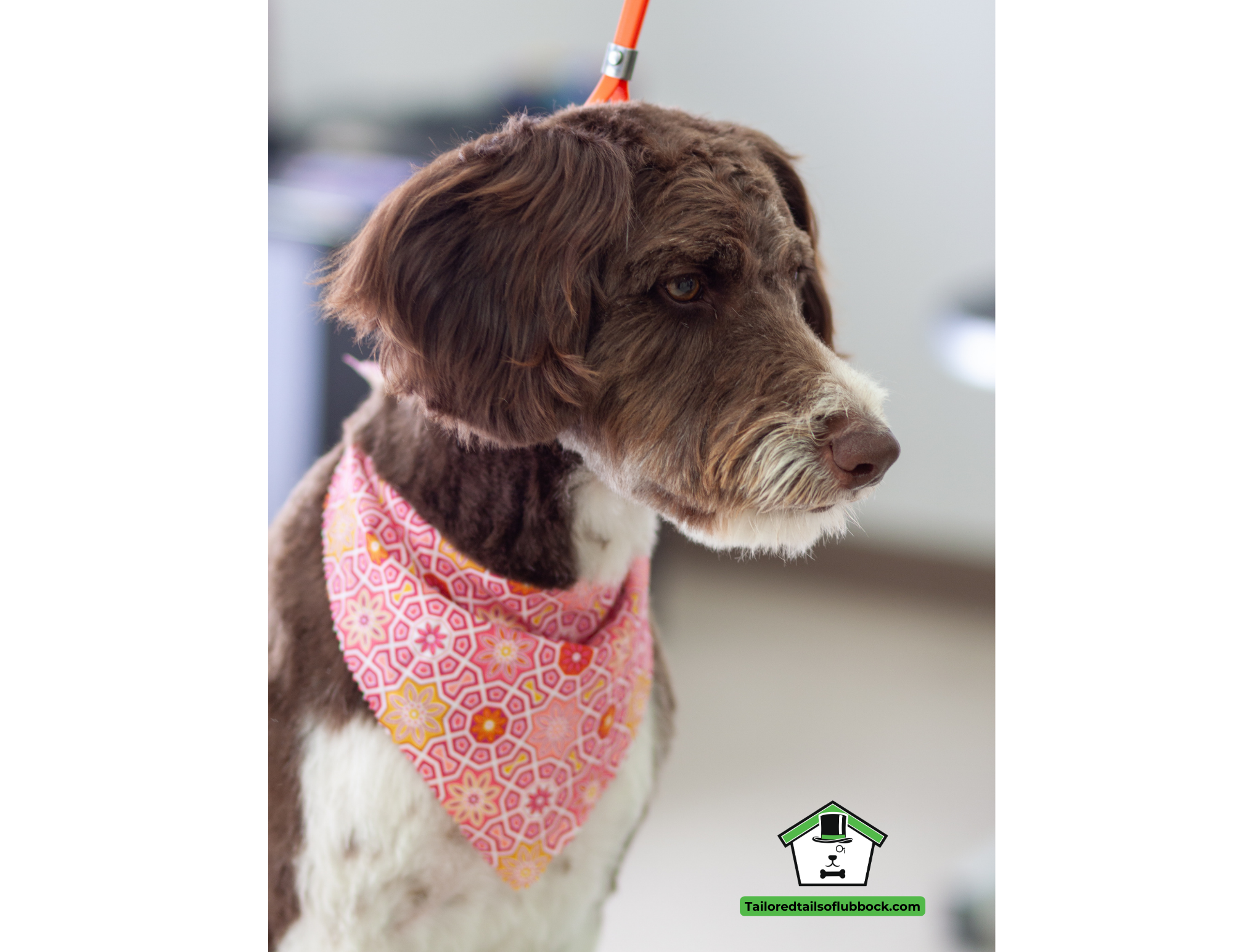 A brown and white dog with long ears wearing a pink and orange patterned bandana around its neck looking to the right. The background is blurred and the photo is taken indoors.