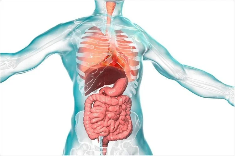 Your Lungs Are Listening to Your Gut
