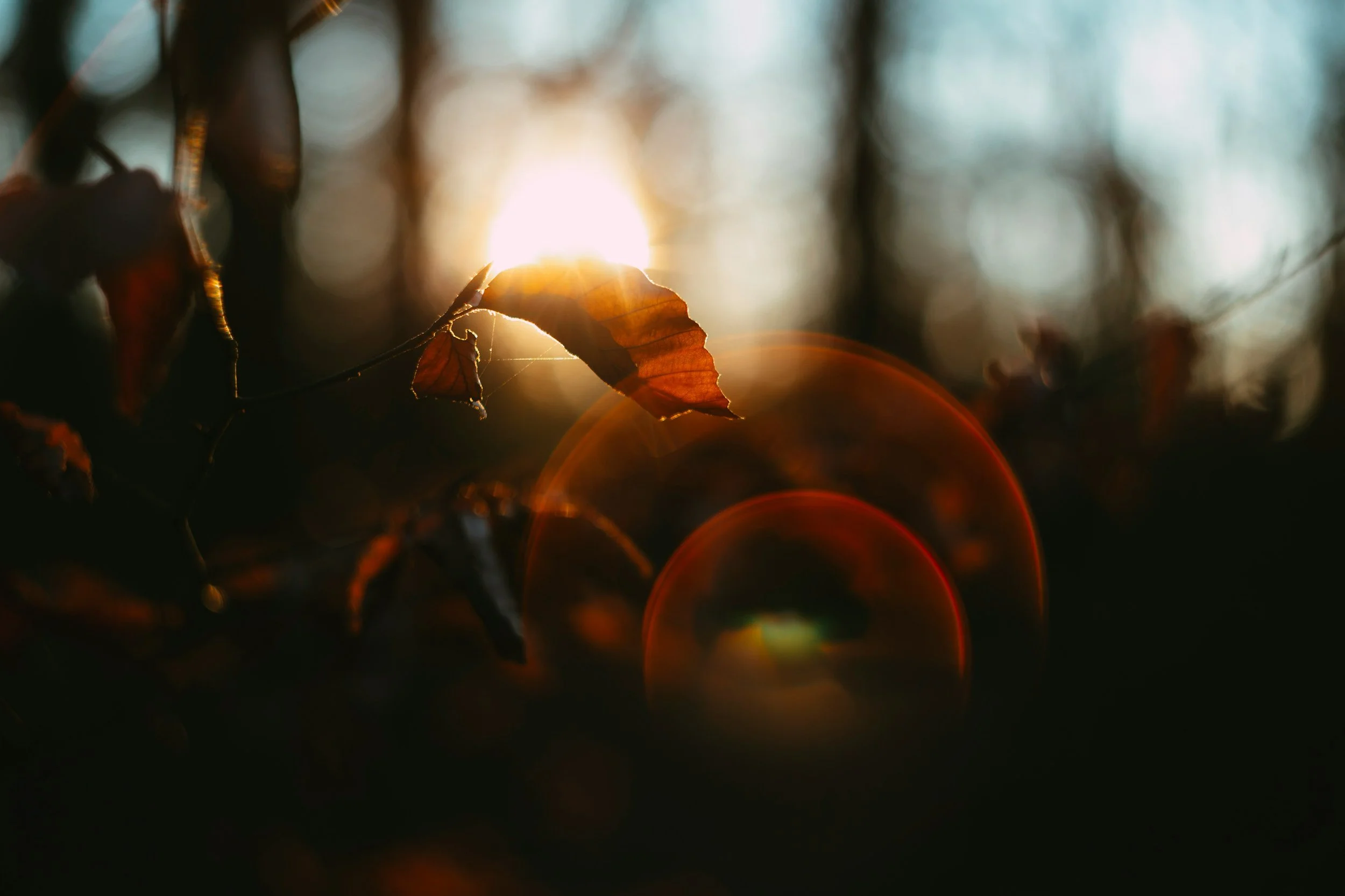 Autumnal Equinox: Cacao Circle &amp; Sound Bath