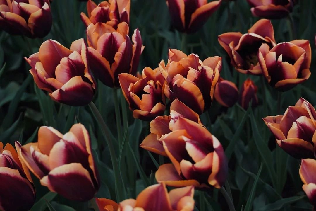 Tulips blooming