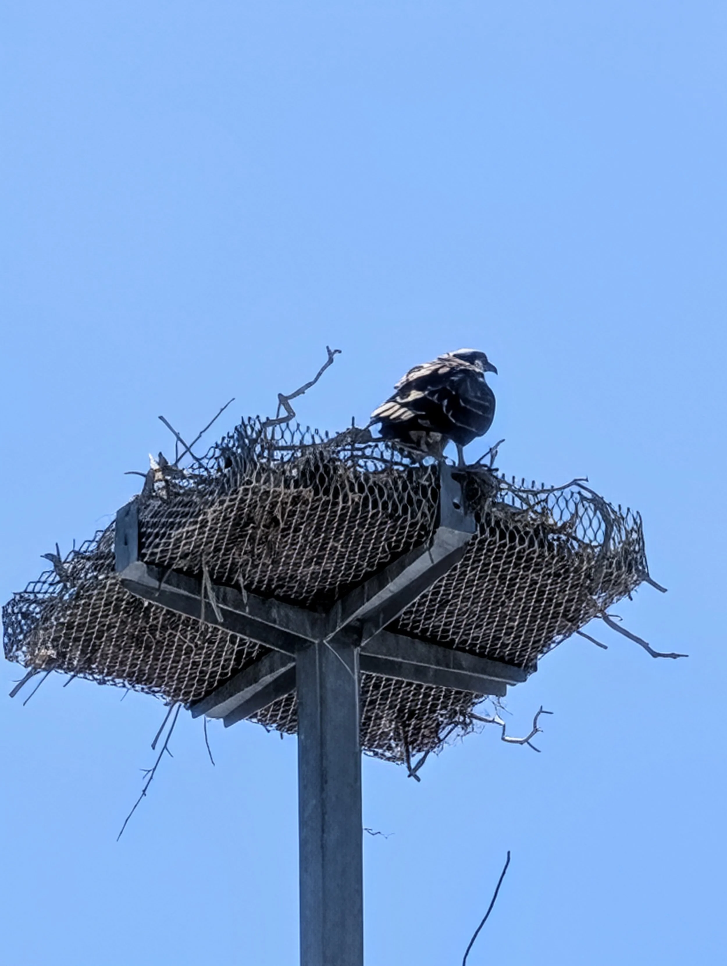 A bird sitting on a nest on top of a pole against a clear blue sky.