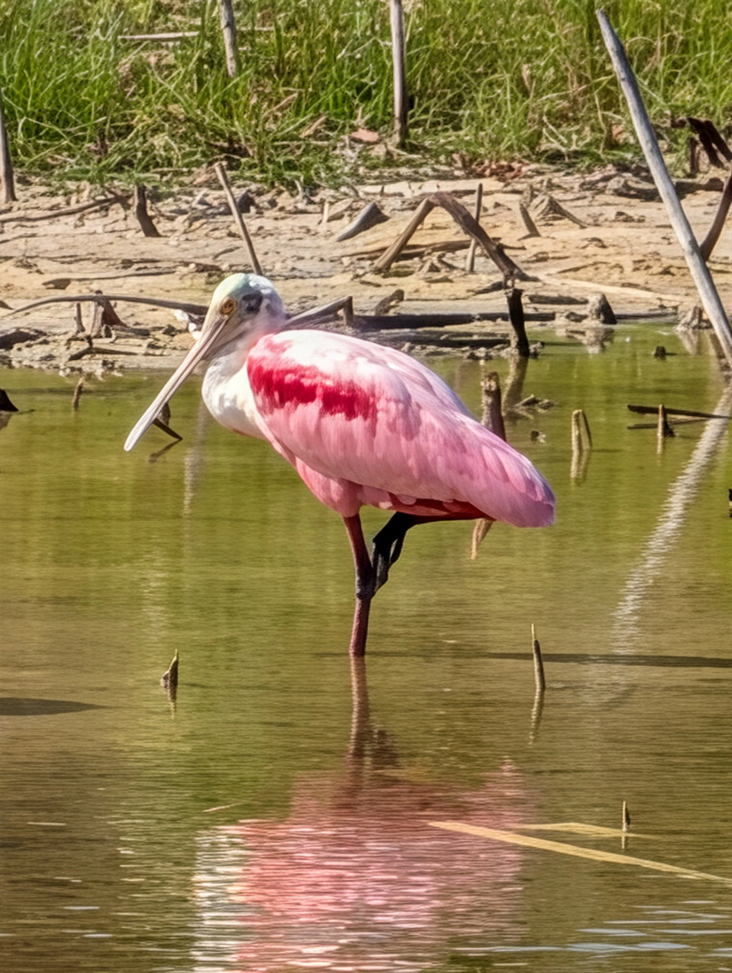 A pink and white bird standing in shallow water with green vegetation and a dirt shoreline in the background.