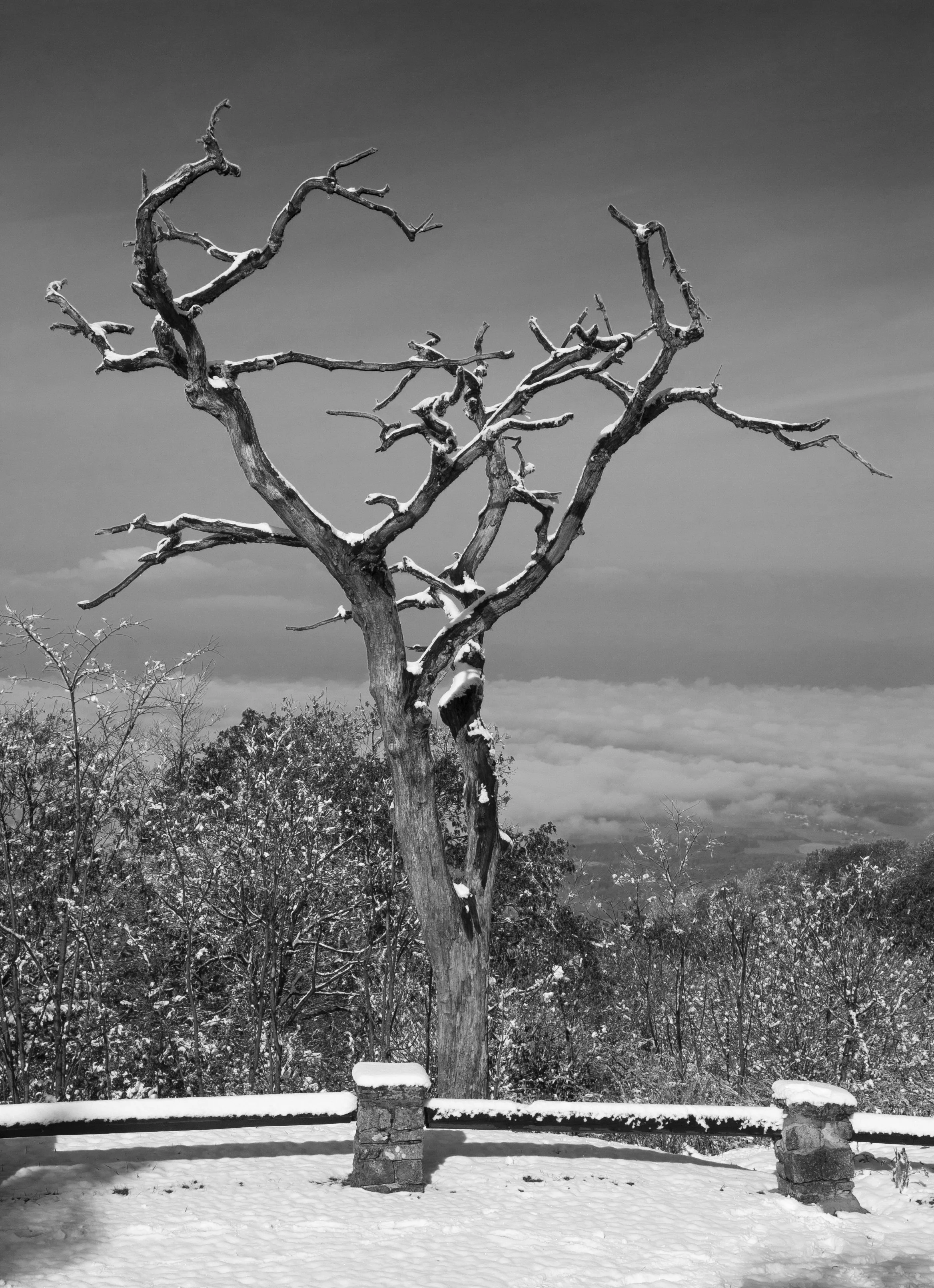 Rooted