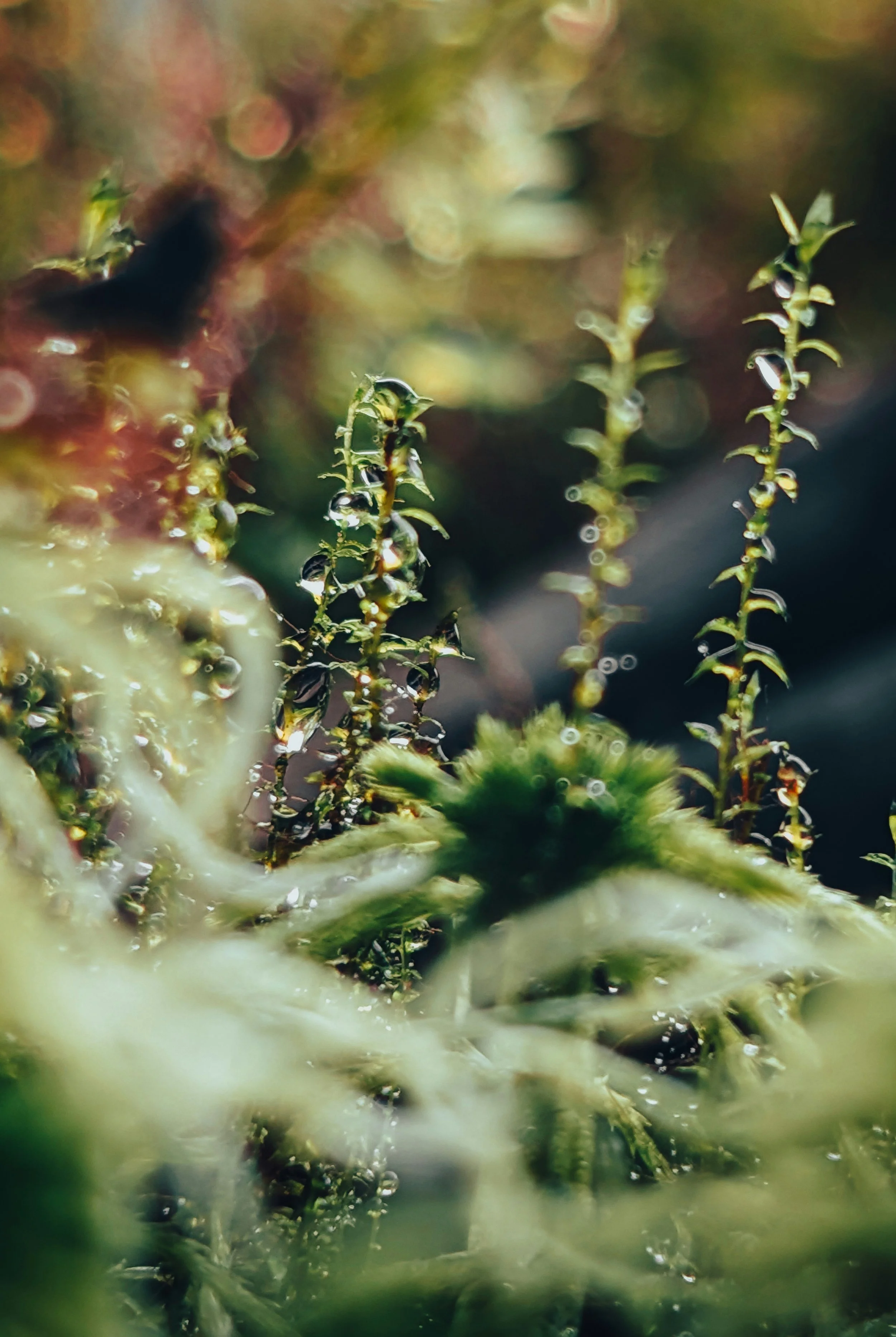 Established Plants