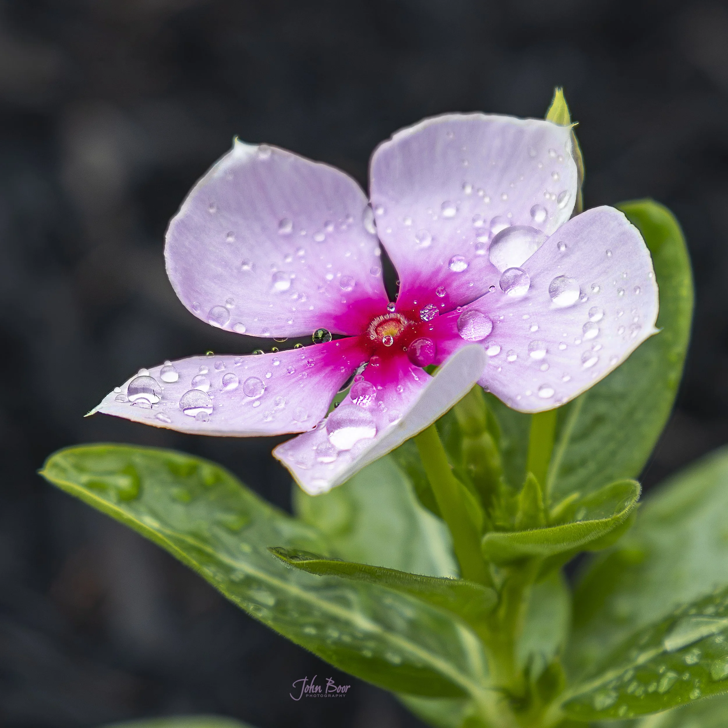 Vinca, after the rain