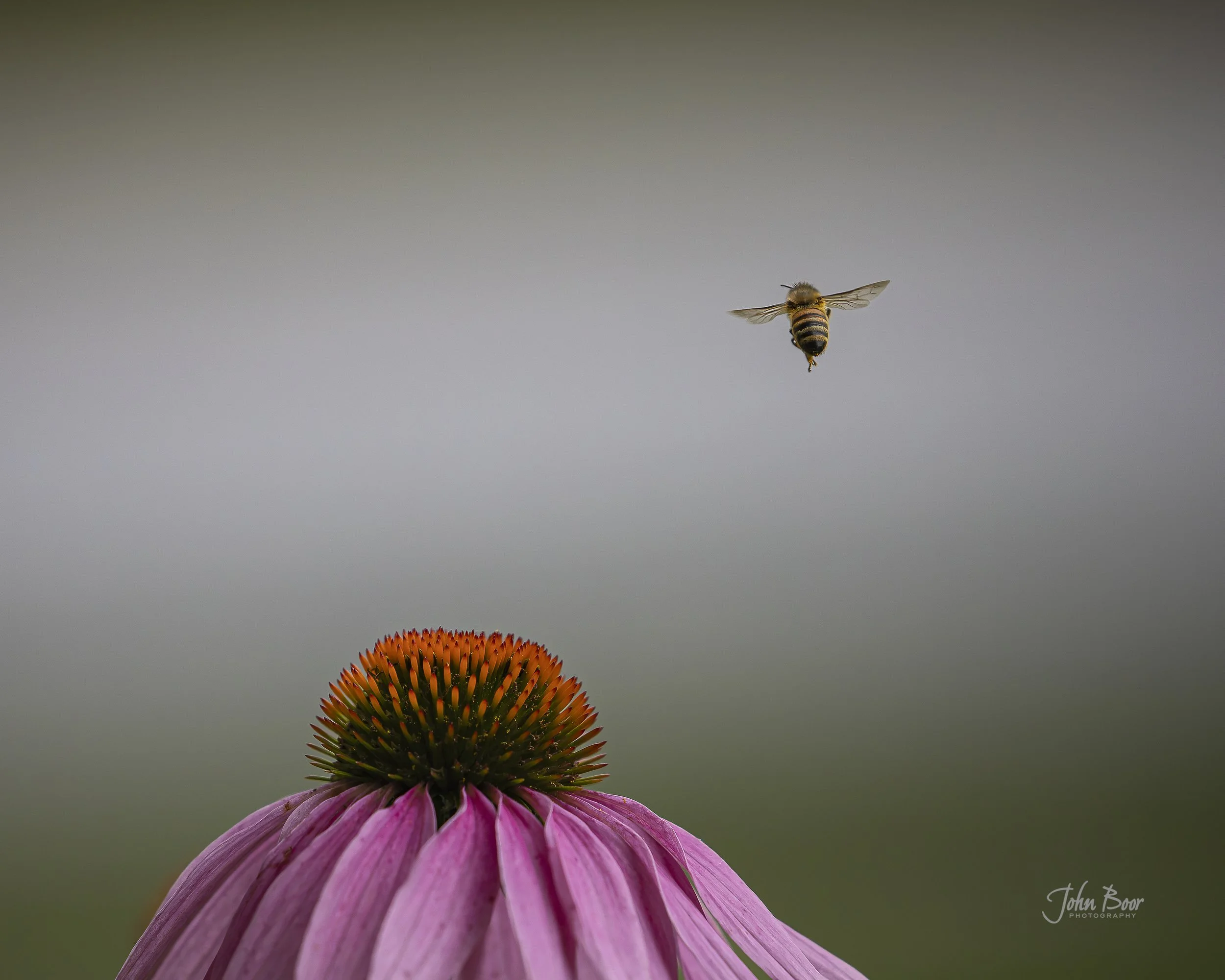 Honey bee flying from a coneflower that offered it some pollen