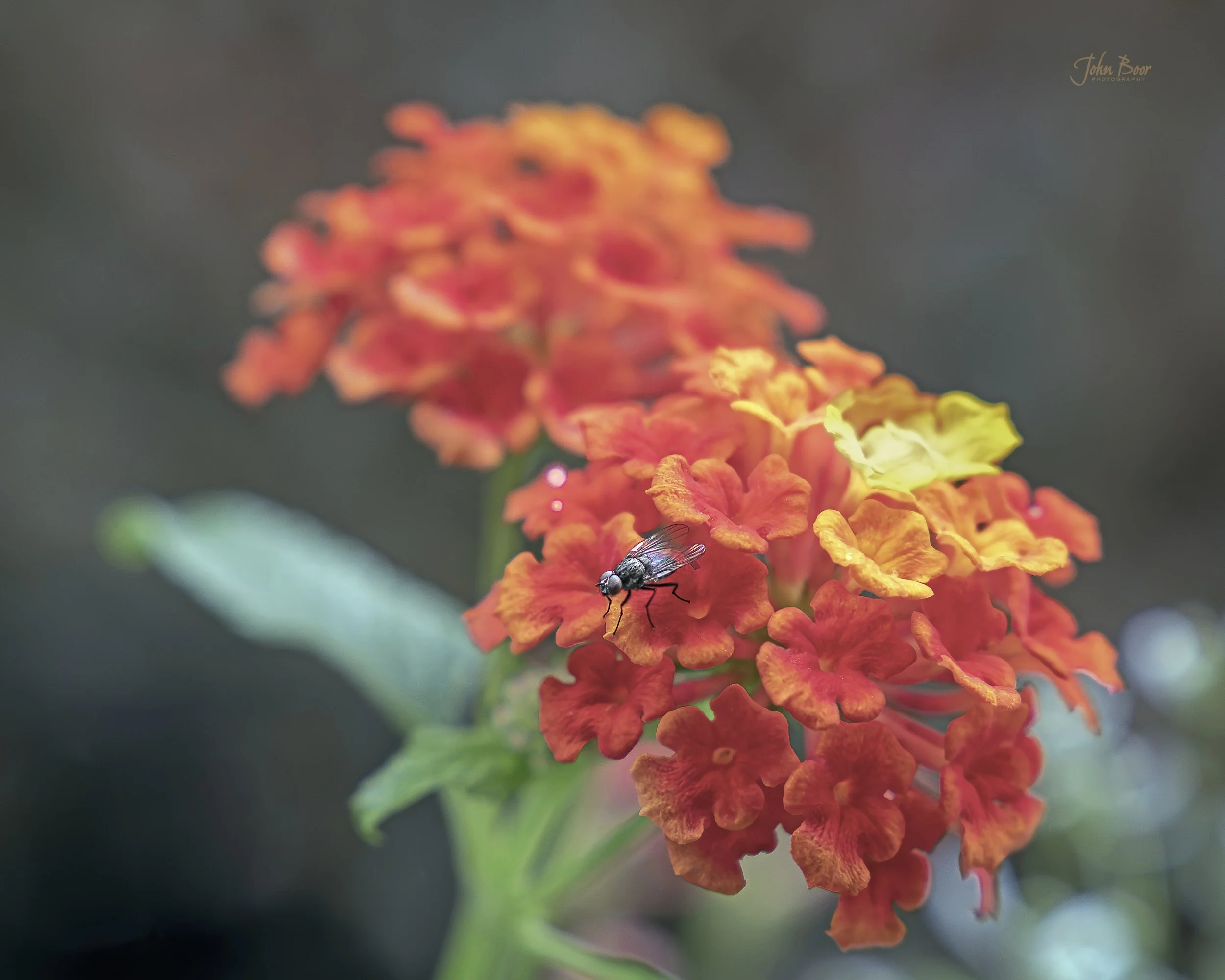 A fly, on lantana