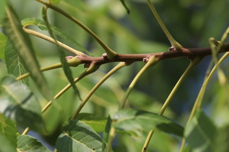 Go [Wal]Nuts!

A tree we love to hug and sit under.&nbsp;
&nbsp;
Black Walnuts are native to the Northeast, providing us highly regarded lumber due to its strength and beautiful dark color. The nuts are worth the effort of cracking and collecting - y