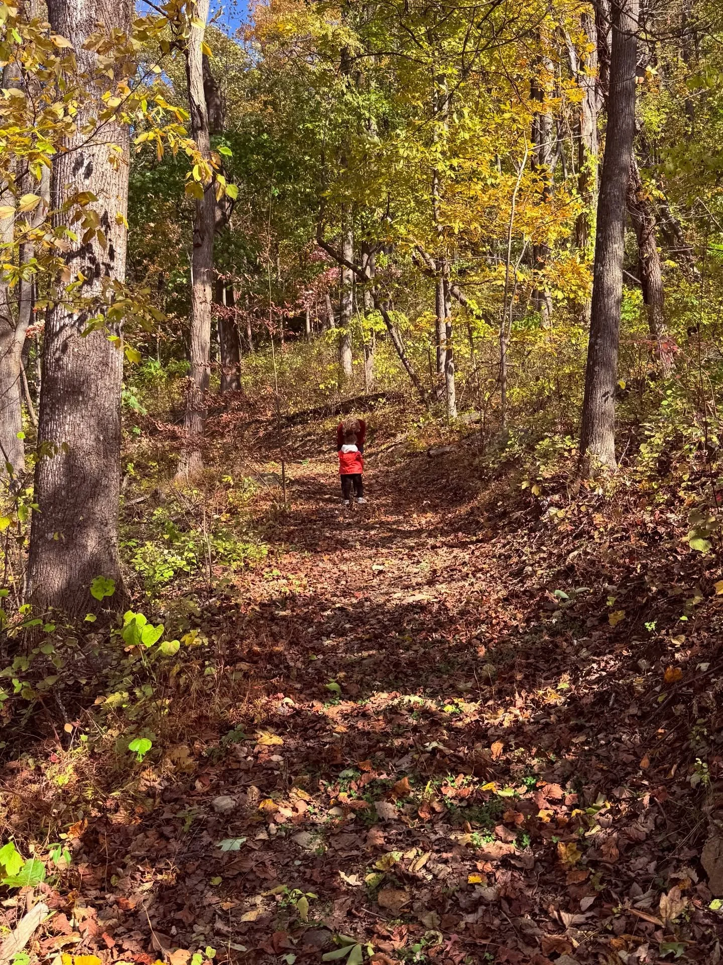 Feeling cozy? More sleepy? So is nature. 

The forest is taking a break and preserving its energy for the spring season ahead (and next years tree release!). 

Support nature by leaving the leaves on the ground in your yard so they can insulate roots