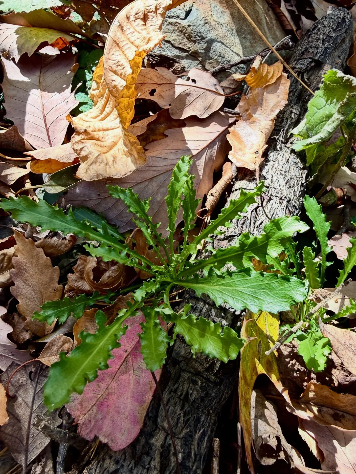Collaborations. 

We are so excited for tomorrow&rsquo;s Forest Bathing workshop with @wildroots_apothecary and @lovewildbotanicals 

Only 2 spots left! (link in bio for tickets). 

We love working with fellow small business owners who share our love