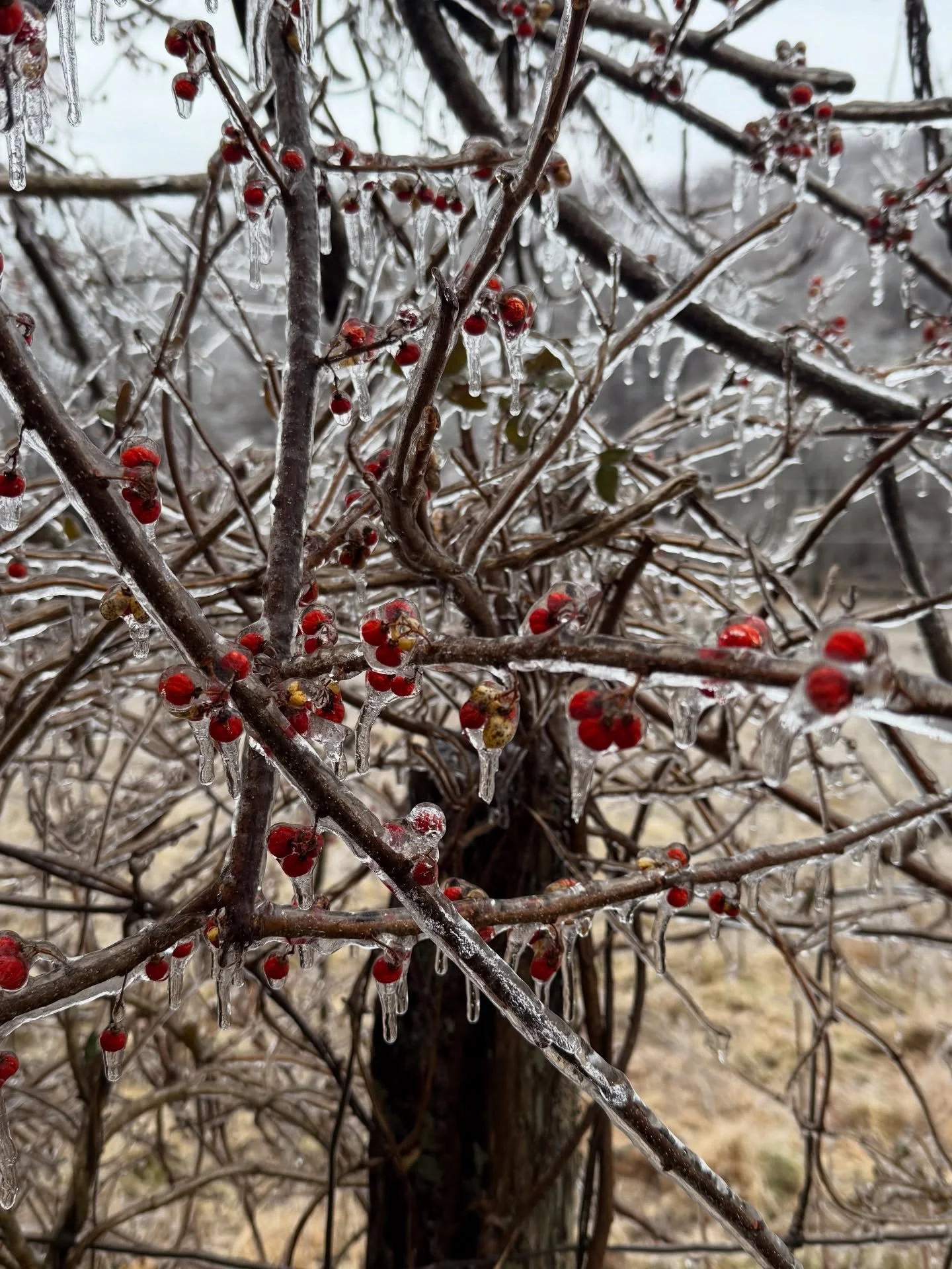 The Seedling 
BY PAUL LAURENCE DUNBAR 

As a quiet little seedling
Lay within its darksome bed, 
To itself it fell a-talking, 
And this is what it said: 
&ldquo;I am not so very robust, 
But I&rsquo;ll do the best I can;&rdquo; 
And the seedling from