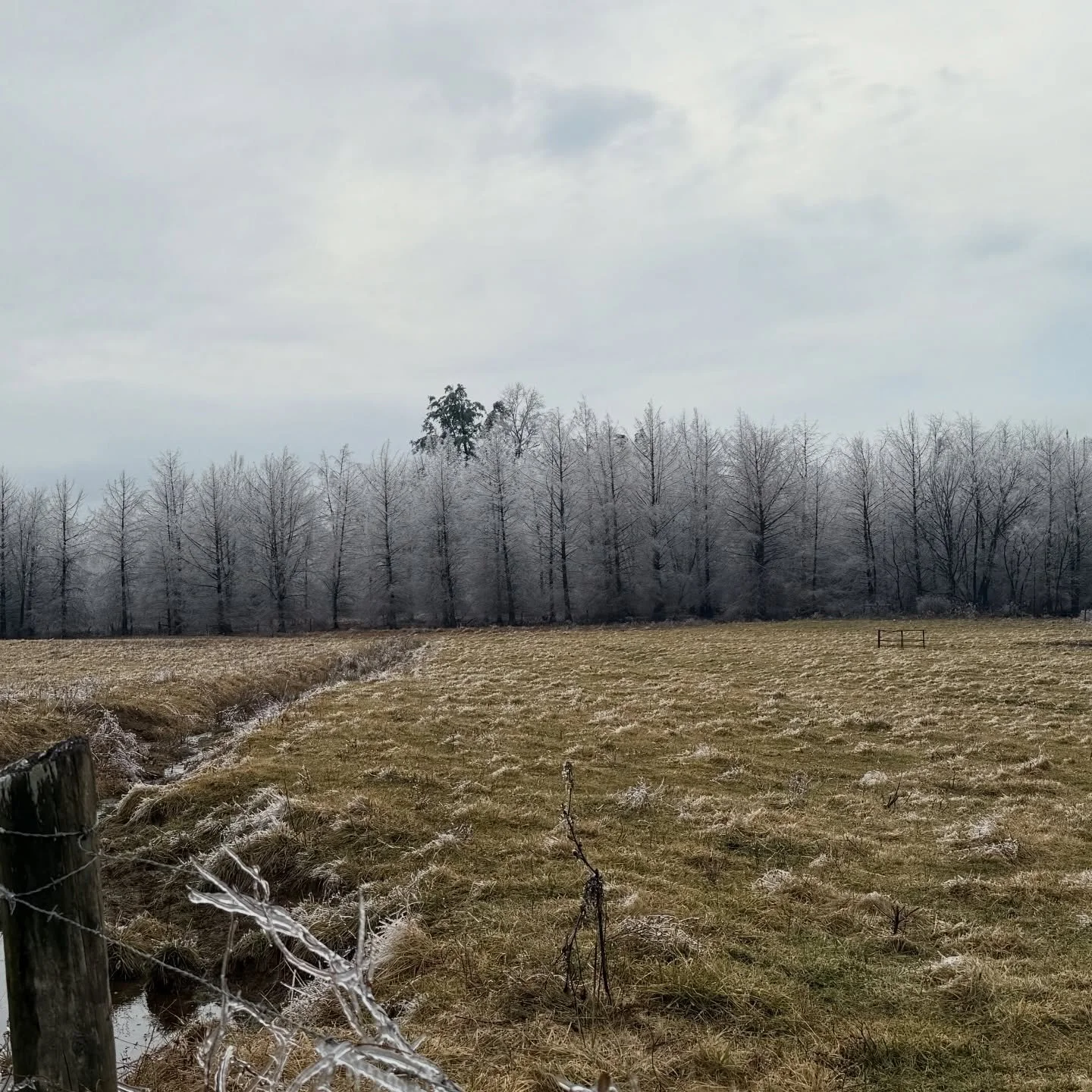 Snow day is maintenance day. 

Cool things are happening in the forest right now. 

Snow acts as insulation for roots and soil life. 
It is surprisingly warm underneath the soil! 

Trees are resting&mdash;but not done working, they use winter to redi