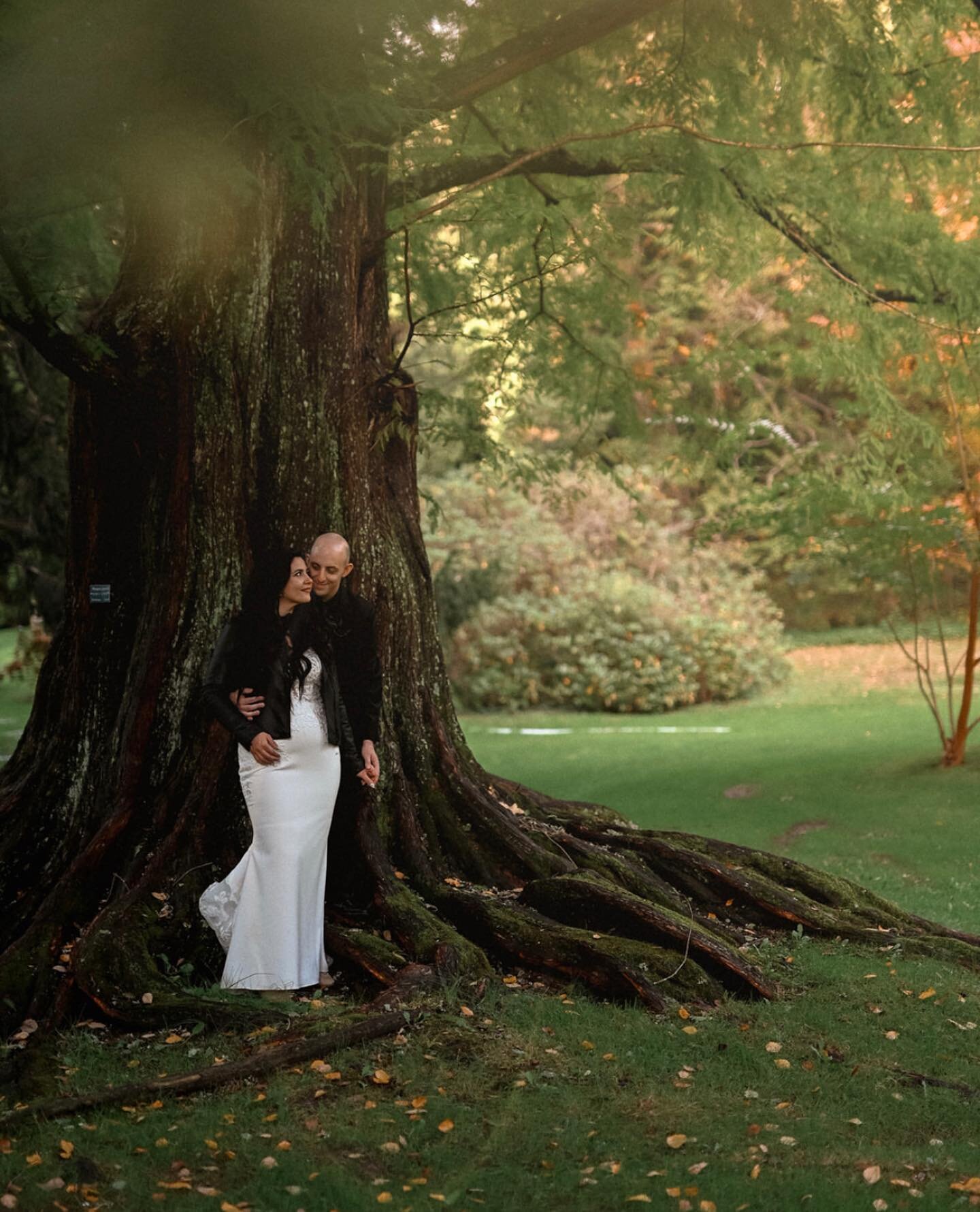 Happy Monday, friends.

I spent my weekend alternating between editing this beautiful wedding, and 19 mini sessions (only 10 more to go!) and I kept thinking of this tree.

The oldest in the region, this redwood once started as a seed from Harvard Un