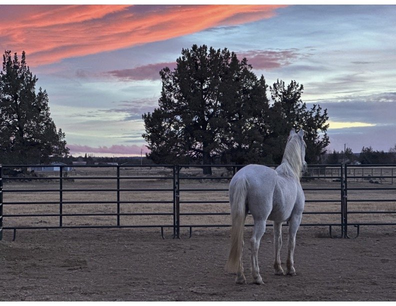 Lex watching the sunset
