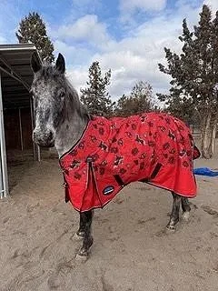 Scout+in+new+blanket.jpg