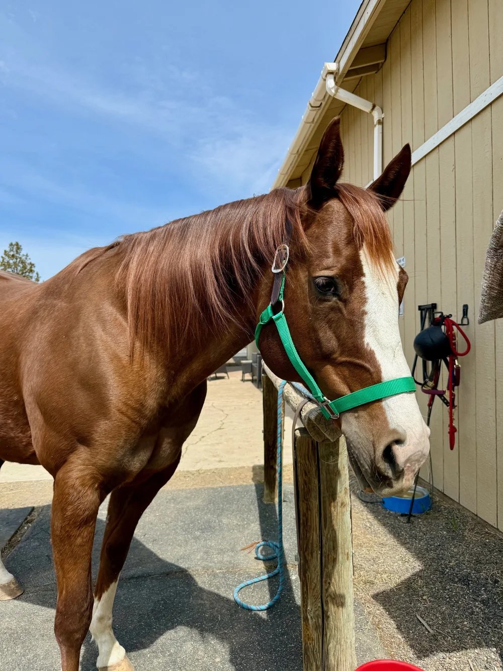 Rescue horse, Image - aka Good Lookin 1