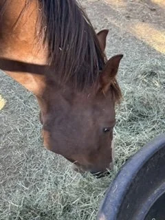 Dusty 2.jpeg