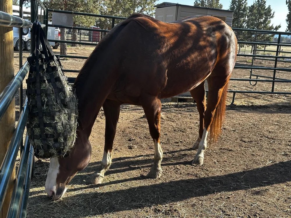 Rescue horse, Image - aka Good Lookin 4