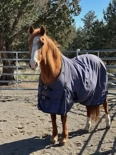 Charmarie intake.jpeg