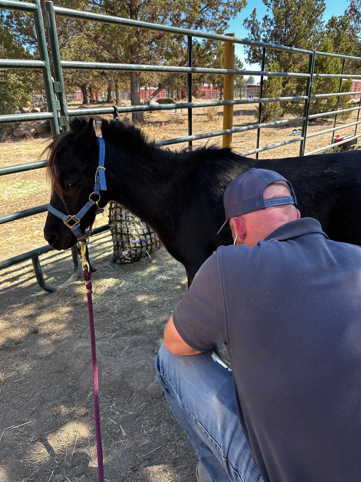 Velvet getting attention from the vet