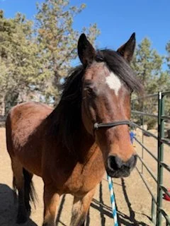 Bailey first week.jpeg