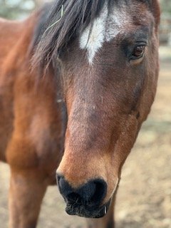 Bailey face day one.jpeg