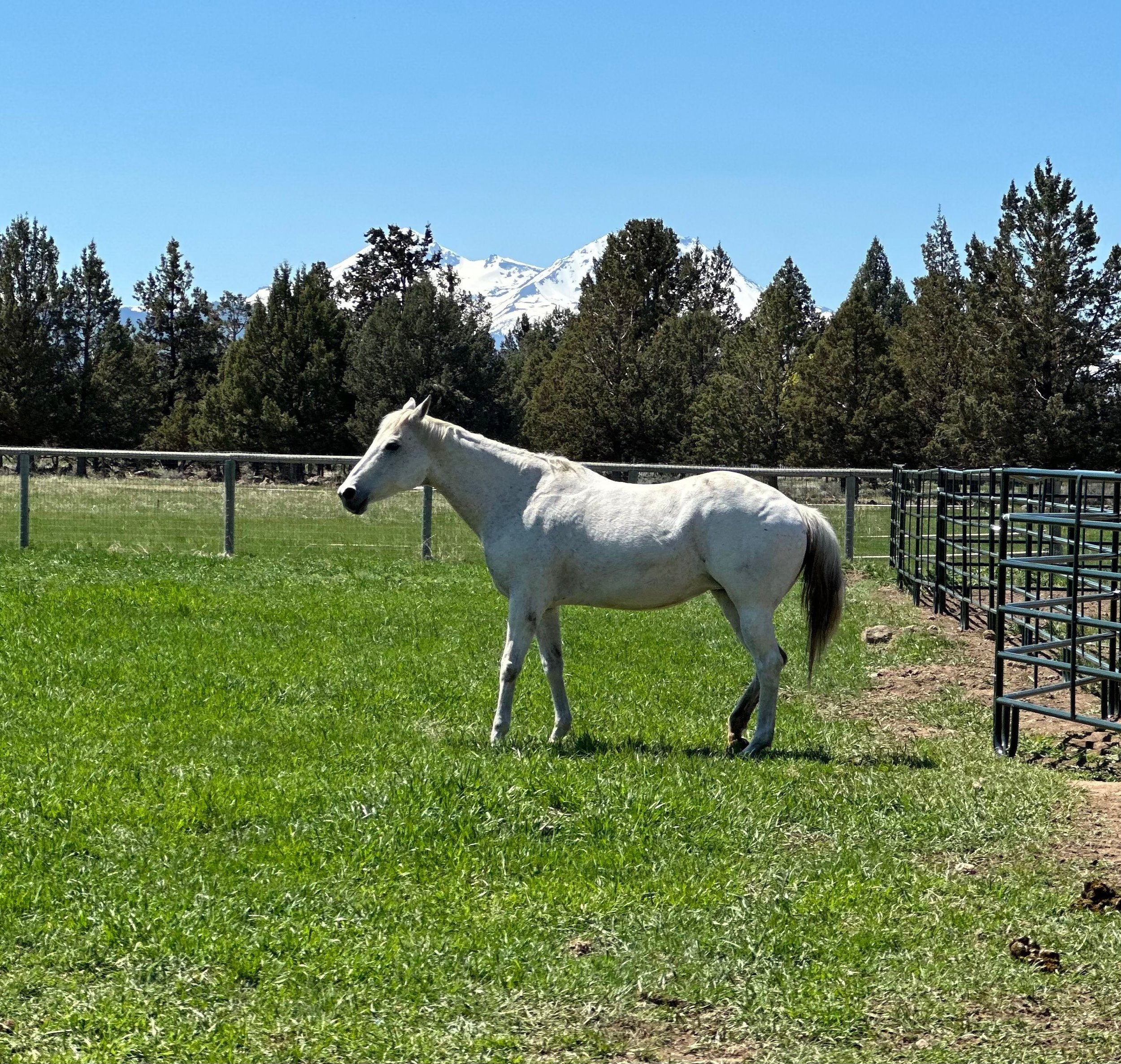 Kat in the pasture