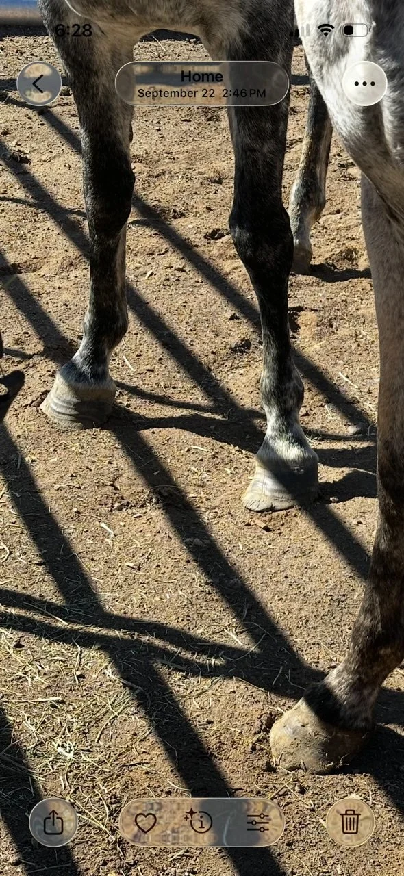 Sapphire hooves.jpg