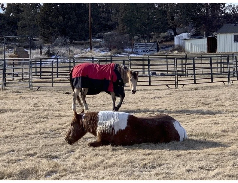 Patches resting with Opal.jpg