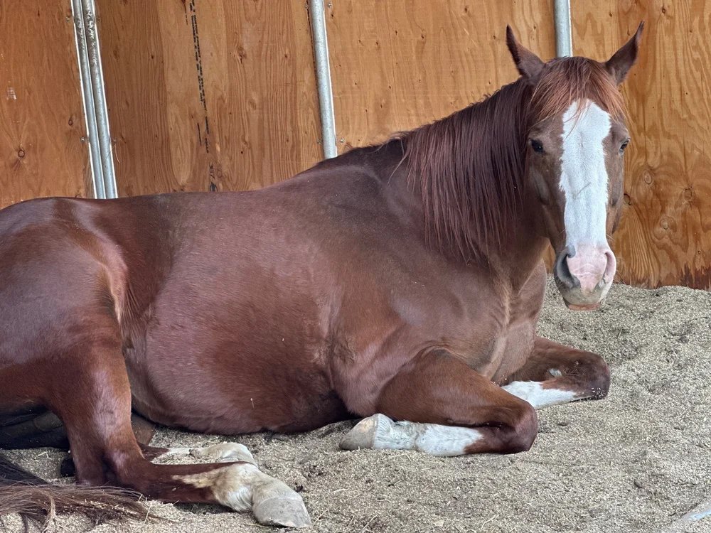 Rescue horse, Image - aka Good Lookin 2