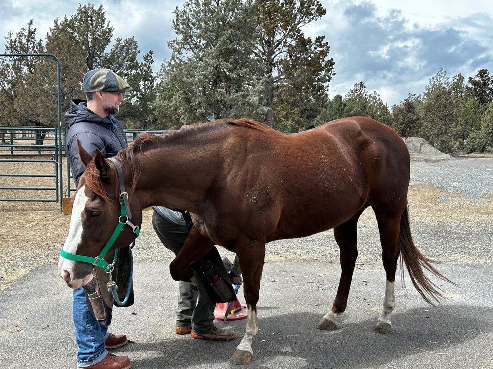 Rescue horse, Image - aka Good Lookin 3