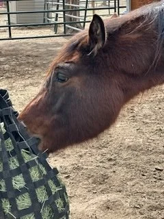 Clover first day.jpeg