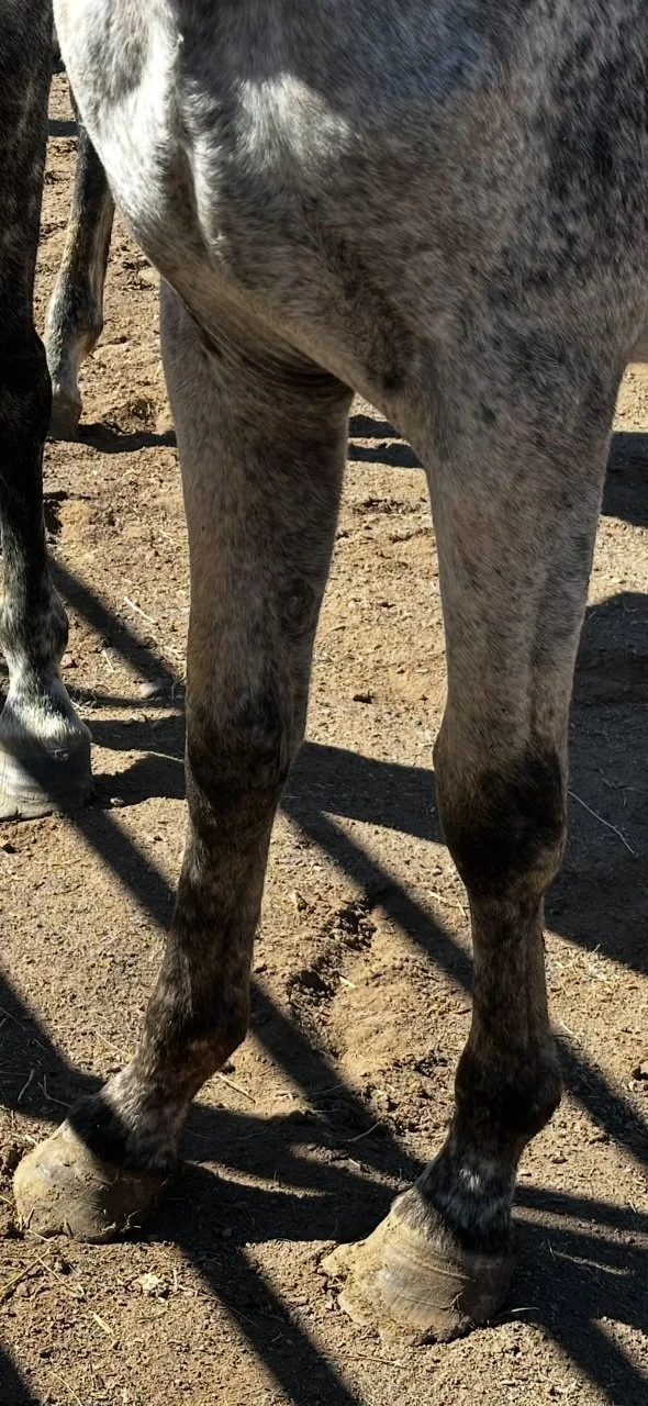 Scout intake hooves.jpg