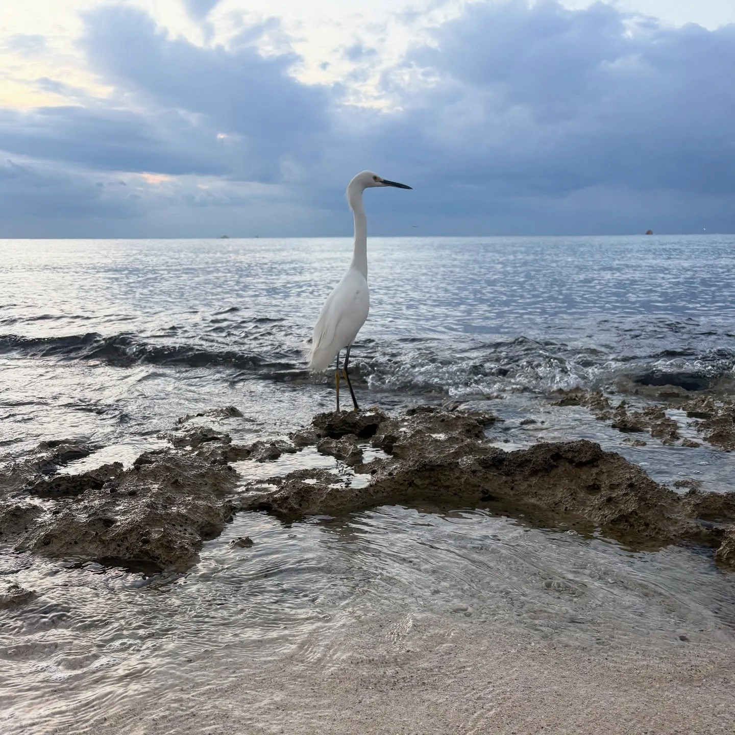 This elegant egret greeted us on the shores of Cozumel this morning 🤍🌊
Cool fact: egrets are incredible coastal hunters&mdash;their slow, steady steps help them sneak up on fish in the shallow reefs.

We&rsquo;re here for Ironman, learning Spanish,