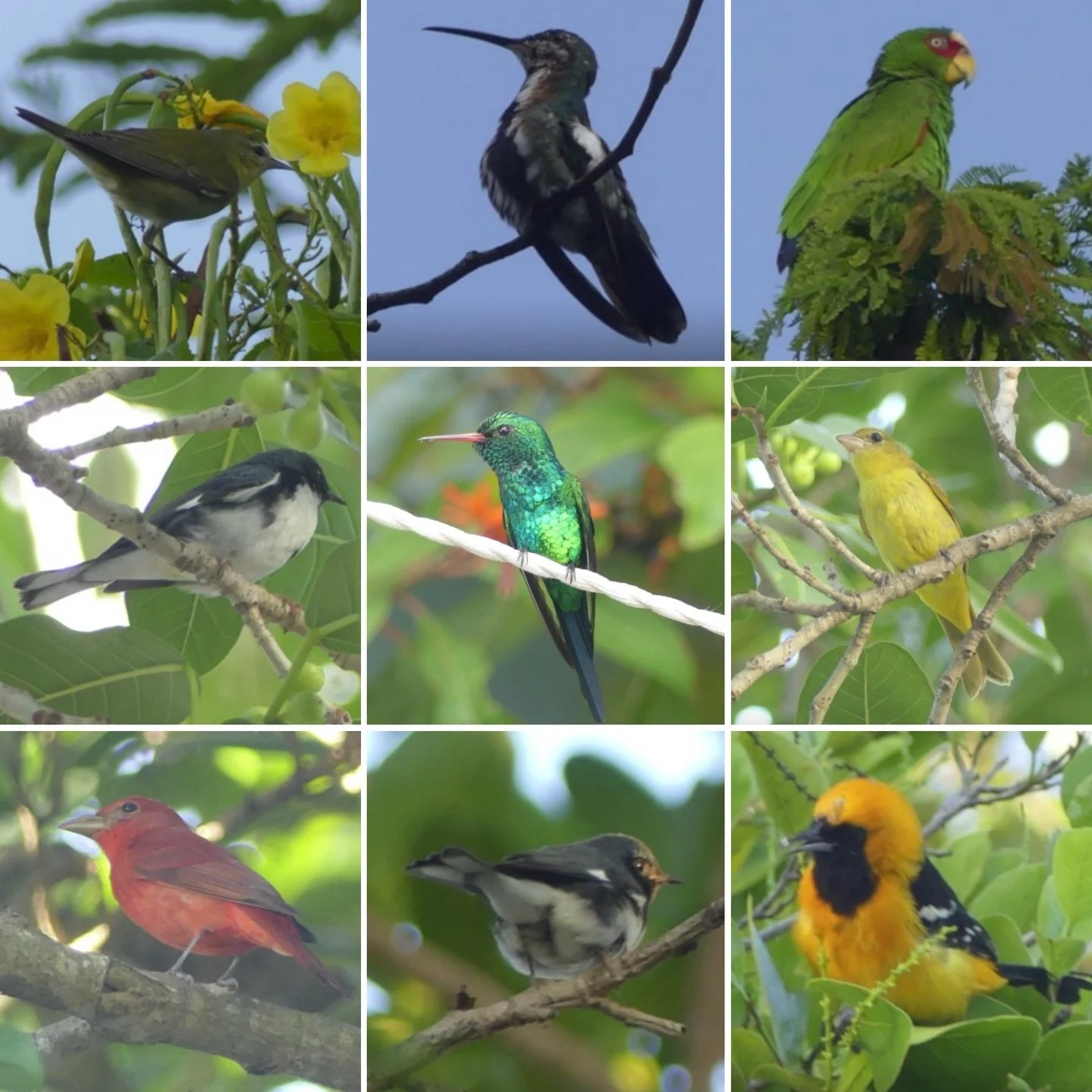 Some beautiful bird sightings here in Cozumel! 🐦✨ We&rsquo;ve spotted so many incredible species, and the Merlin app has been amazing for helping us identify who&rsquo;s around&mdash;and even hear the calls we might have missed. It&rsquo;s also an e