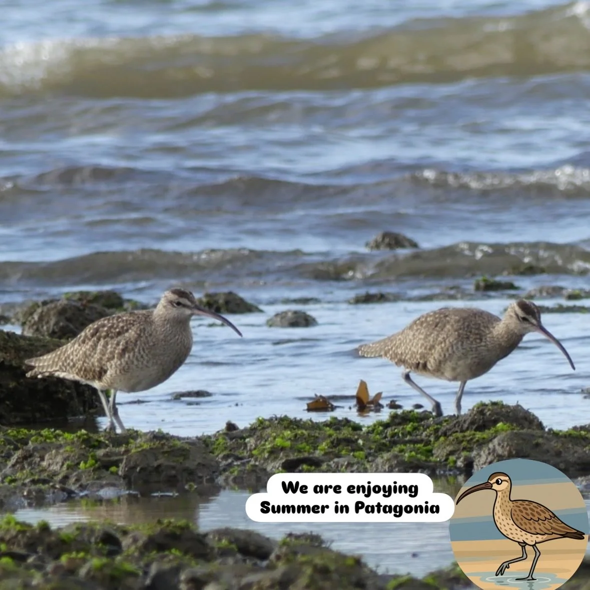 World Migritory Birds Day! 

Meet Suzy and her friends &ldquo;Whimbrels&rdquo; &mdash; a long-distance traveller whose survival depends on healthy coastlines, clean water, and intact ecosystems. 🌎

These migratory birds are powerful indicators of hu