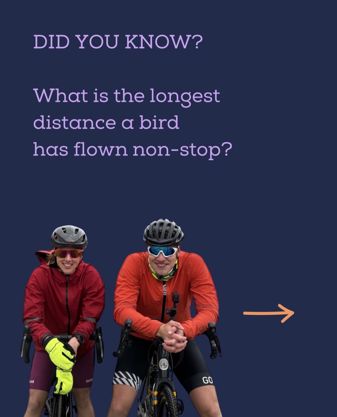 Did you know? 

The Bar-tailed Godwit holds the record for the longest non-stop flight&mdash;13,560 km.

And the Whimbrel isn&rsquo;t far behind&mdash;flying thousands of kilometers non-stop over the open ocean, guided by wind and Earth&rsquo;s natur