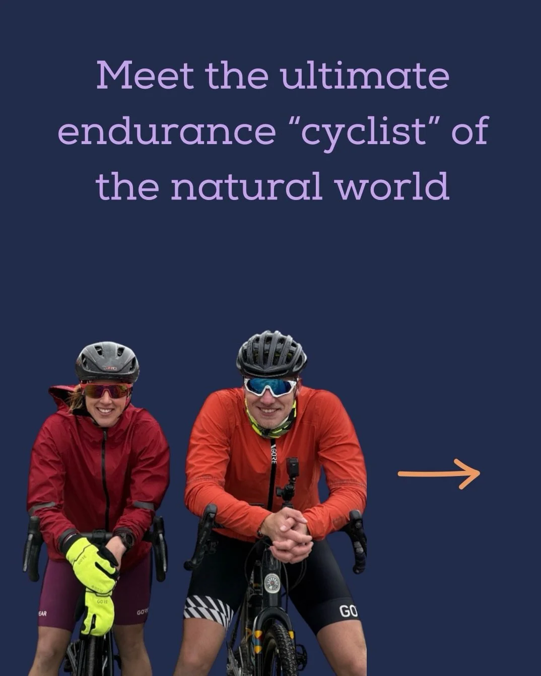 Meet the ultimate endurance &ldquo;cyclist&rdquo; of the natural world

This is the Whimbrel &mdash; and honestly, it would dominate any ultra-distance bike race&hellip; without even owning a bike.

Imagine riding 4,000&ndash;6,000 km non-stop across
