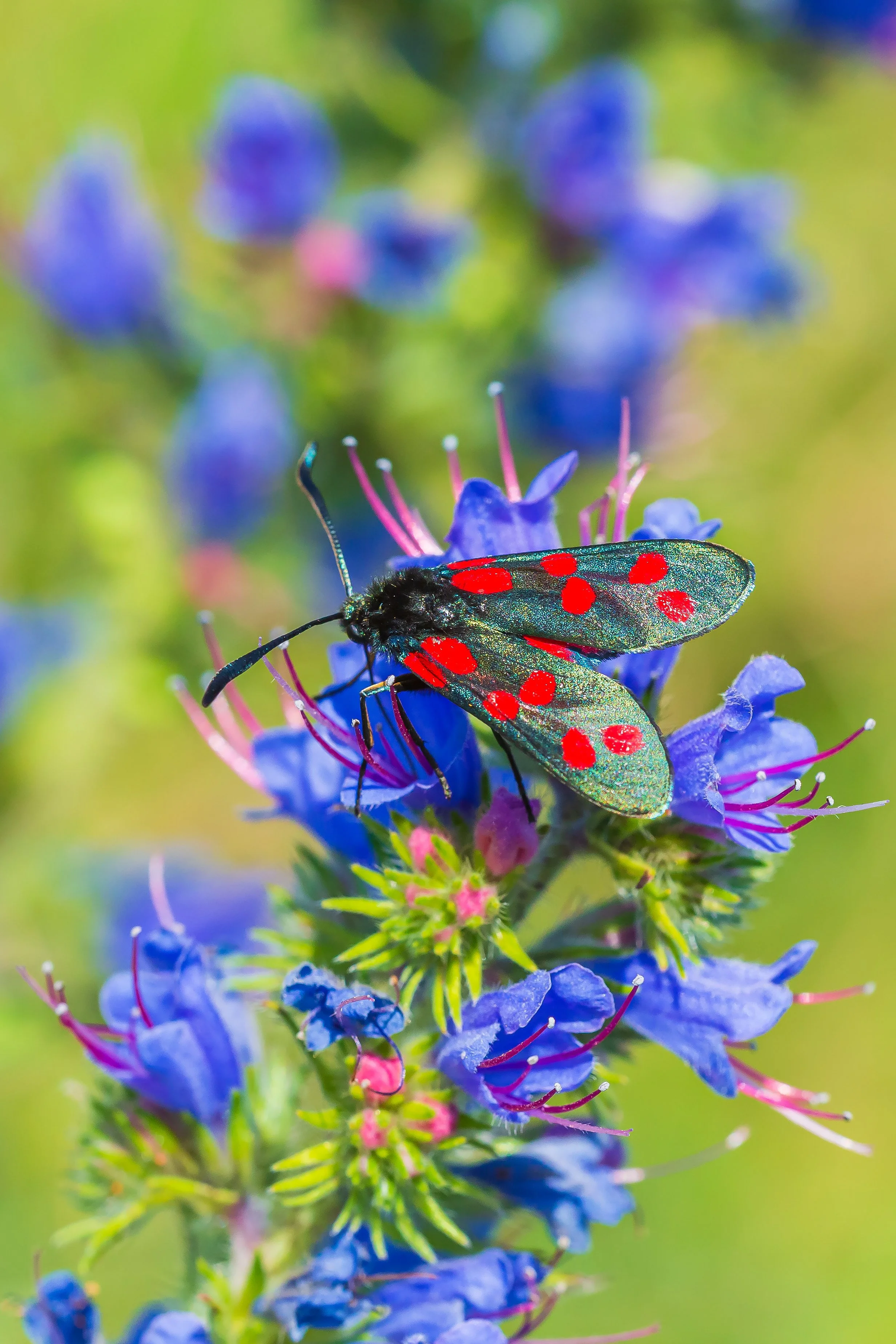 zygène sur vipérine commune
