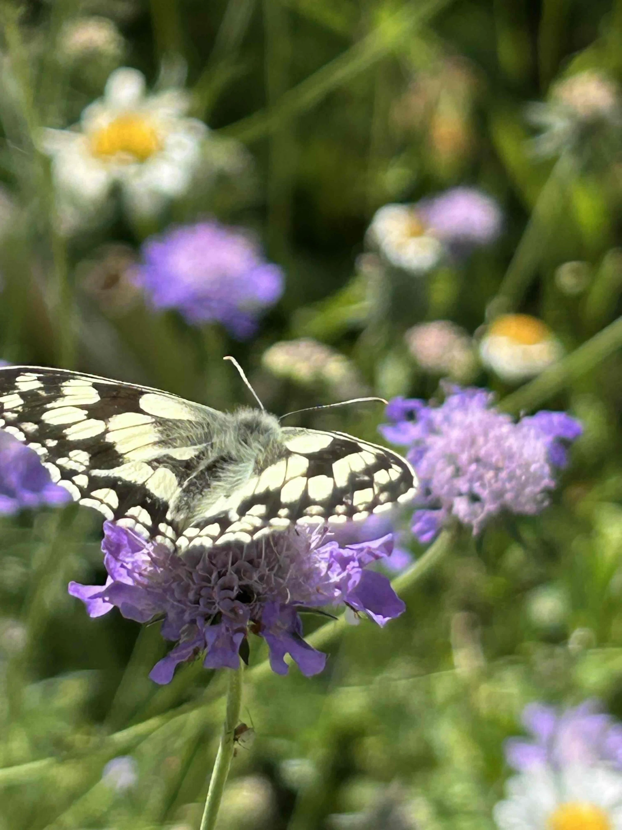 Papillons : grands pollinisateurs nocturnes